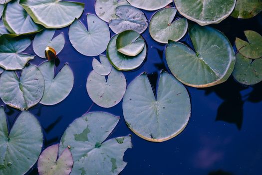 Water lily leaf water surface background dark toned photo