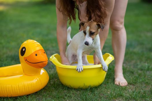 The owner washes the dog Jack Russell Terrier in a yellow basin on a green lawn