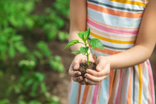 A child with seedlings in his hands in the garden. Selective focus. people.