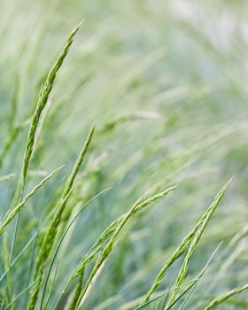 Decorative grass Blue Fescue. Festuca glauca spikelets. Natural background.