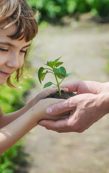 A child with his father plant a nursery garden. Selective focus. people.