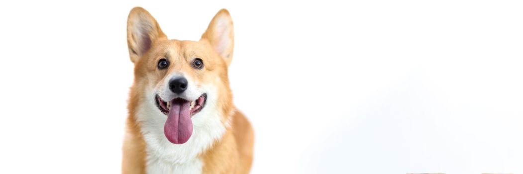 Corgi dog with his tongue sticking out on white background. Pedigree dogs concept