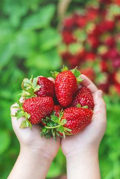 A child with strawberries in the hands. Selective focus. food.