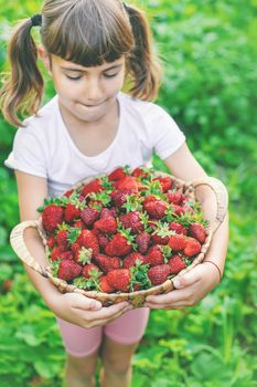 A child with strawberries in the hands. Selective focus. food.