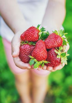 A child with strawberries in the hands. Selective focus. food.