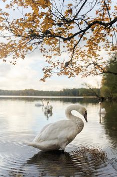 White swans swim in the lake. Kaliningrad region. High-quality photo