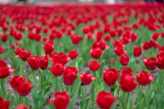 Red tulip flowers background outdoor Spring season flowers