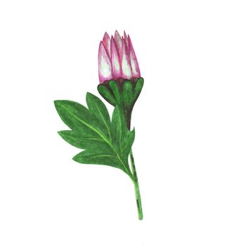 Red Chrysanthemum with Green Leaves Isolated on White Background. Chrysanthemum Flower Element Drawn by Color Pencil.