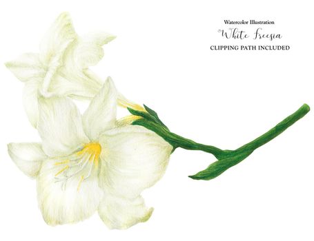 Fresh delicate white Freesia branch, watercolor illustration with clipping path