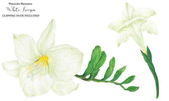 Fresh delicate white freesia two flowers, watercolor illustration with clipping path