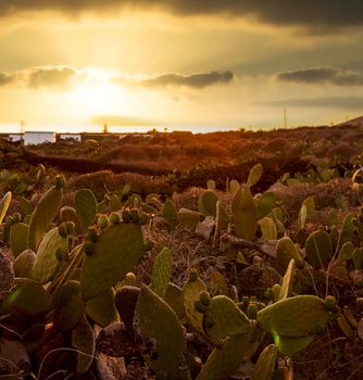View of a prickly pears plantation, Linosa. Sicily