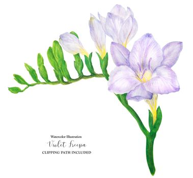 Fresh delicate violet Freesia branch, watercolor illustration with clipping path