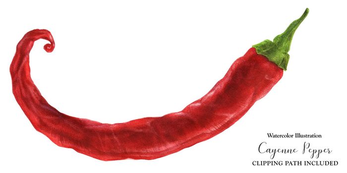 Red hot chili cayenne pepper, watercolor with clipping path