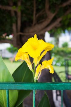 beautiful yellow iris near the green fence