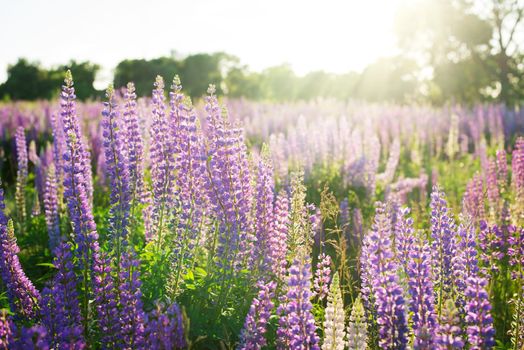 Lupine flowers against sun in spring meadow