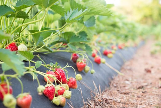 Fresh ripe strawberries on farm waiting to be picked