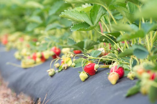 Growing strawberry using modern technologies