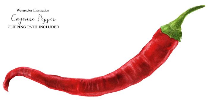 Hot red fresh cayenne chili pepper, watercolor with clipping path