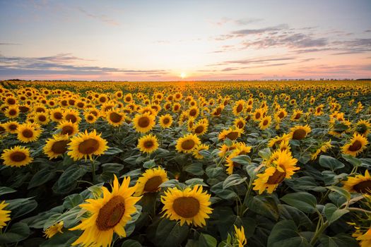 Big field of blooming sunflowers against setting sun in countryside