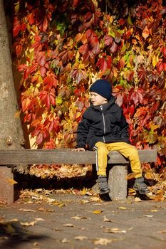A cute boy is resting on a bench in the square of the old town against the backdrop of colorful autumn foliage. Vertical photo.