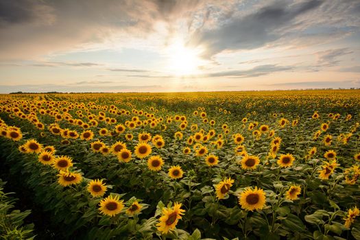 Field of blooming sunflowers against setting sun in the evening