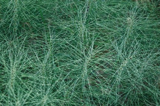 Equisetum telmateia, the great horsetail or northern giant horsetail, is a species of Equisetum with an unusual distribution.