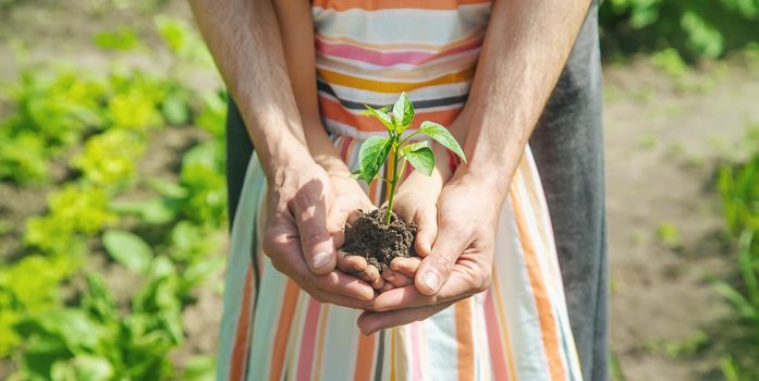 A child with his father plant a nursery garden. Selective focus. people.