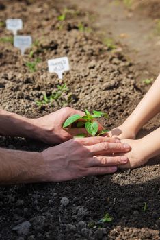 A child with his father plant a nursery garden. Selective focus. people.