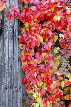 Amazing autumn background with Victoria creeper five-leaved ivy leaves creeping on wooden planks wall in sunlight with various fall colors. There is free space for text in the image.