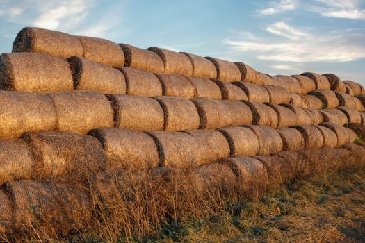 Low angle image - golden bundles of hay in the sunset light, blue summer sky in the background.