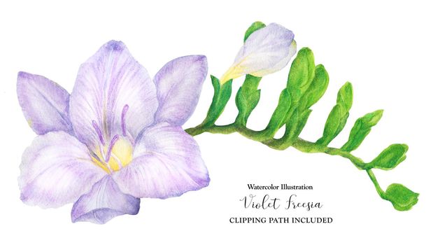 Fresh delicate purple freesia branch with buds, watercolor illustration with clipping path