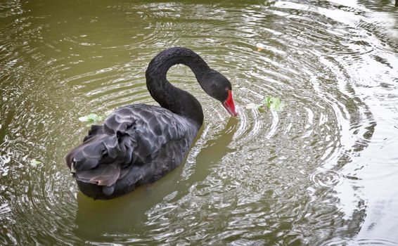 One beautiful black Swan floating on the lake surface.
