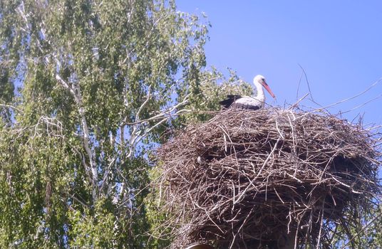 In a large nest of twigs near the birch tree sits stork.