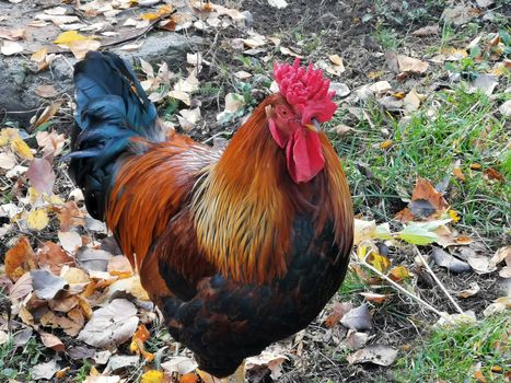 Poultry: a beautiful rooster with bright plumage on an autumn lawn with fallen leaves. Presented in close-up.