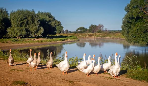 On the road near the river moves a herd of white geese on a Sunny cloudless day.