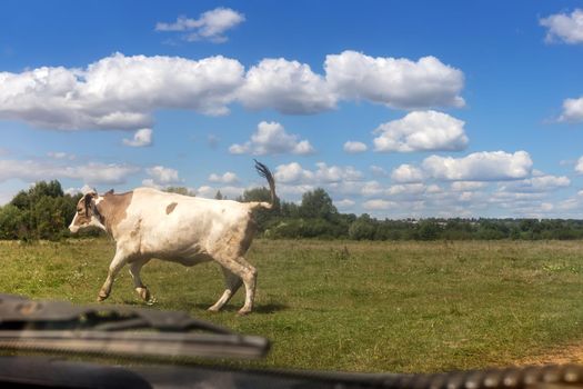 View from the car window on the road, where there is a cow in front of the car.