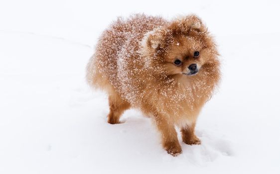Cute dog breeds Spitz on a walk in winter in the snow. Reference picture.