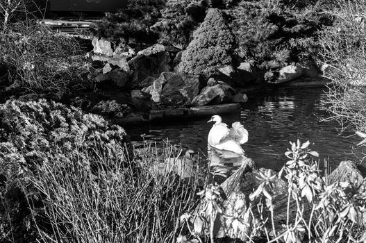 One beautiful white Swan swims on the surface of the lake near the rocky shore. Black and white image.