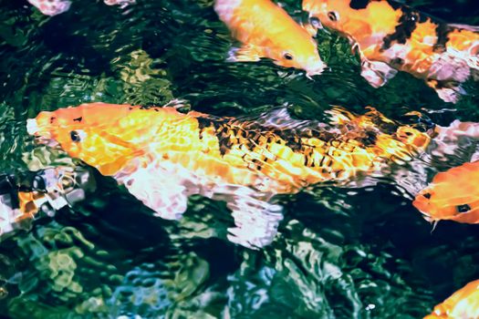 In the aquarium swims a large number koi - an ornamental domesticated fish, native to Japan.