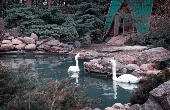 Wild pair of beautiful white swans floating on the blue surface of a beautiful pond.