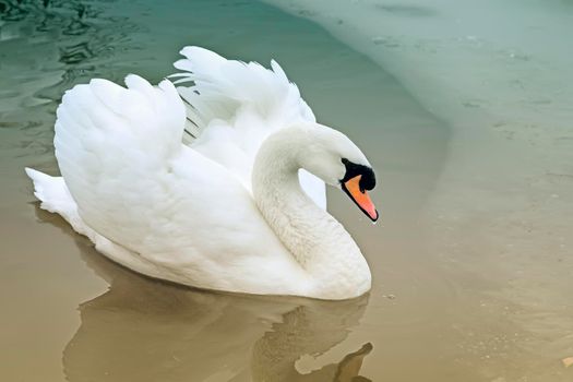 Beautiful white Swan floating on the surface of the lake, whose banks are covered with snow.