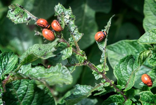 Pests of agricultural plants: the larvae of the Colorado potato beetle eat the leaves of potatoes.