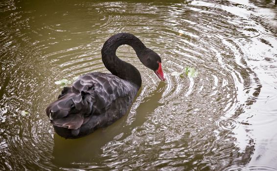 One beautiful black Swan floating on the lake surface.