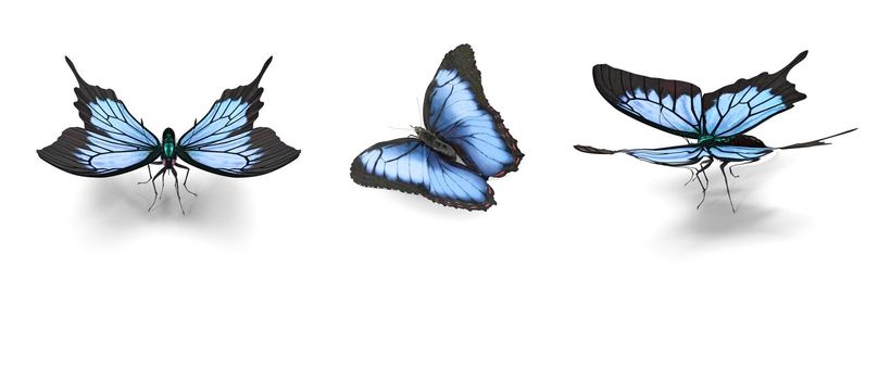 Three beautiful blue tropical butterflies Morpho didius with outstretched wings . Isolated on a white background, 3D visualization. Copy space