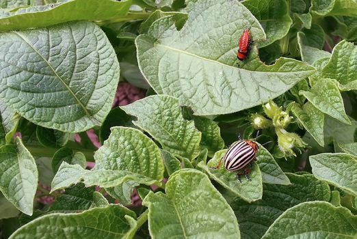 Pests of agricultural plants: Colorado potato beetle and its larvae feed on potato leaves.
