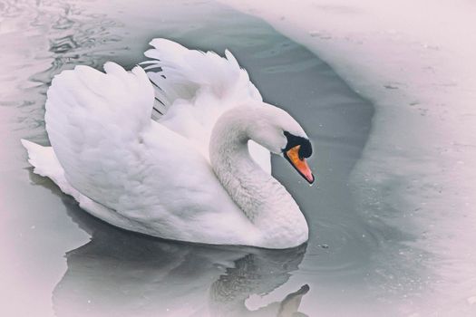 Beautiful white Swan floating on the surface of the lake, whose banks are covered with snow.