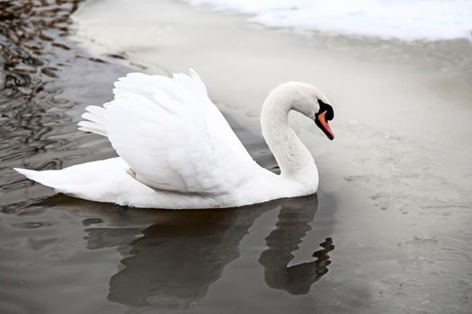 Beautiful white Swan floating on the surface of the lake, whose banks are covered with snow.