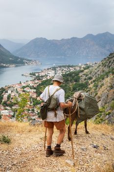 A domestic donkey carries a load in the saddle in Montenegro, accompanied by an old man