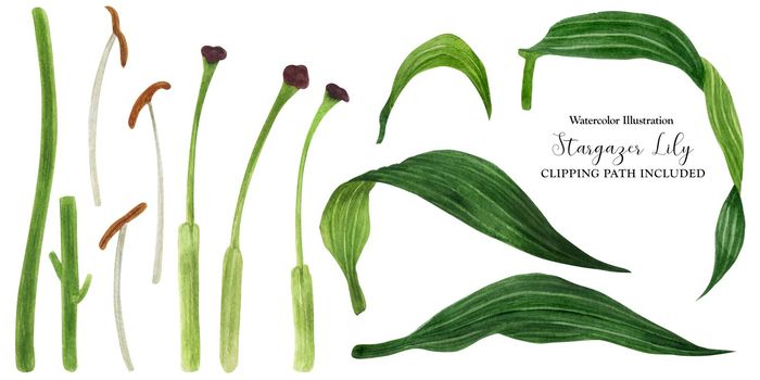 Stamen and leaves of lily, watercolor with clipping path