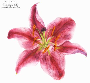 Flower of Asian Lily Stargazer, botanical watercolor with clipping path